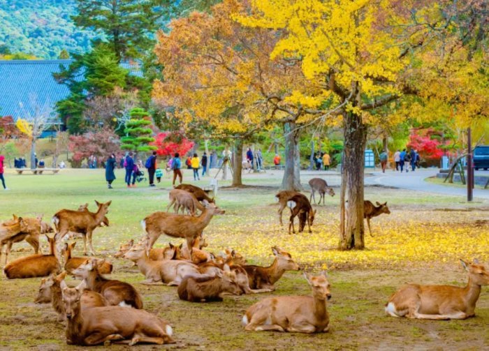 First Time Visit in Japan